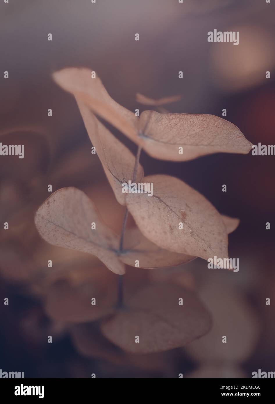 fond floral - plante d'eucalyptus séchée Banque D'Images