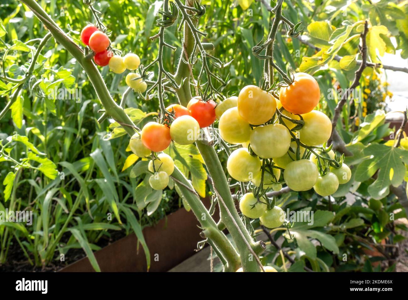 Tomates « Crimson Cherry F1 mûrissement sur la vigne », tomates cerises résistantes à la brûlure, résistance au Fusarium et au Verticillium. Variété parfaite pour b Banque D'Images
