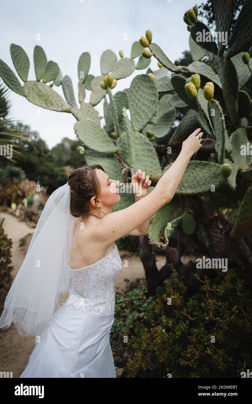 Photo amusante de Bride pour atteindre le fruit de cactus de Pear de Prickly dans un jardin Banque D'Images