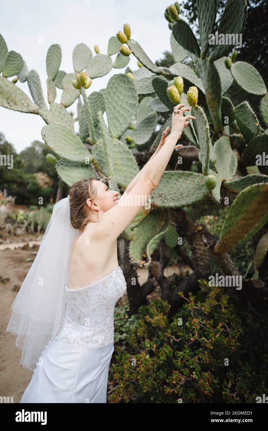 Photo amusante de Bride pour atteindre le fruit de cactus de Pear de Prickly dans un jardin Banque D'Images