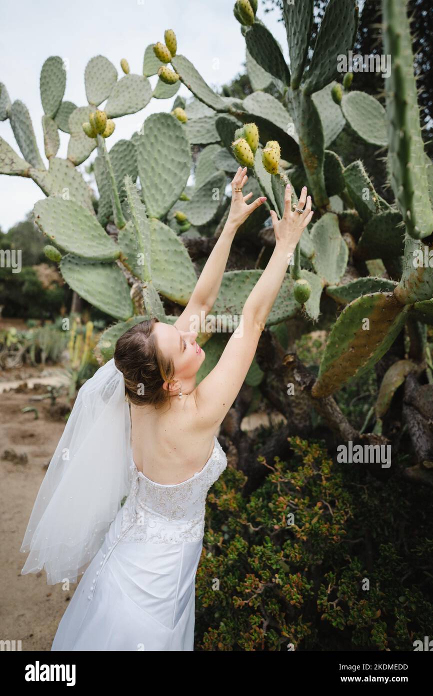 Photo amusante de Bride pour atteindre le fruit de cactus de Pear de Prickly dans un jardin Banque D'Images