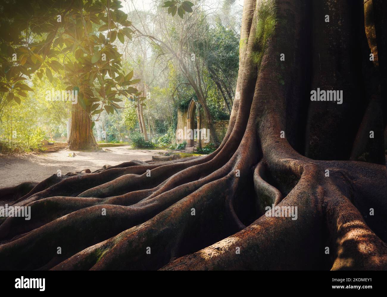 Banyan Tree et le portail néo-gothique près de fonte dos Amores (Fontaine d'amour) au jardin Quinta das Lagrimas - Coimbra, Portugal Banque D'Images