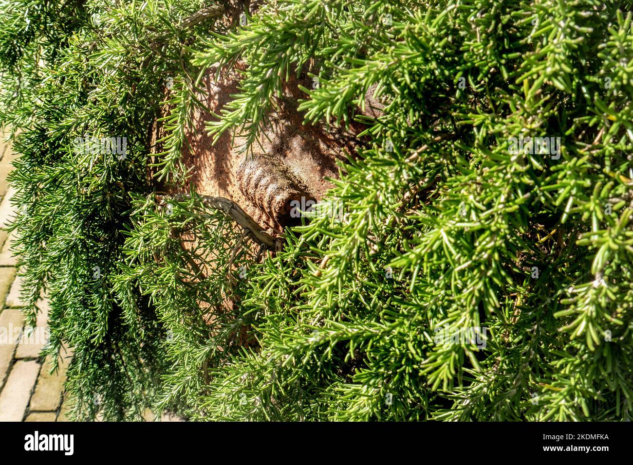 ROMARIN Salvia rosmarinus plante « renard » poussant dans une grande terre cuite. Romarin, plante de souvenir et d'amitié. Banque D'Images