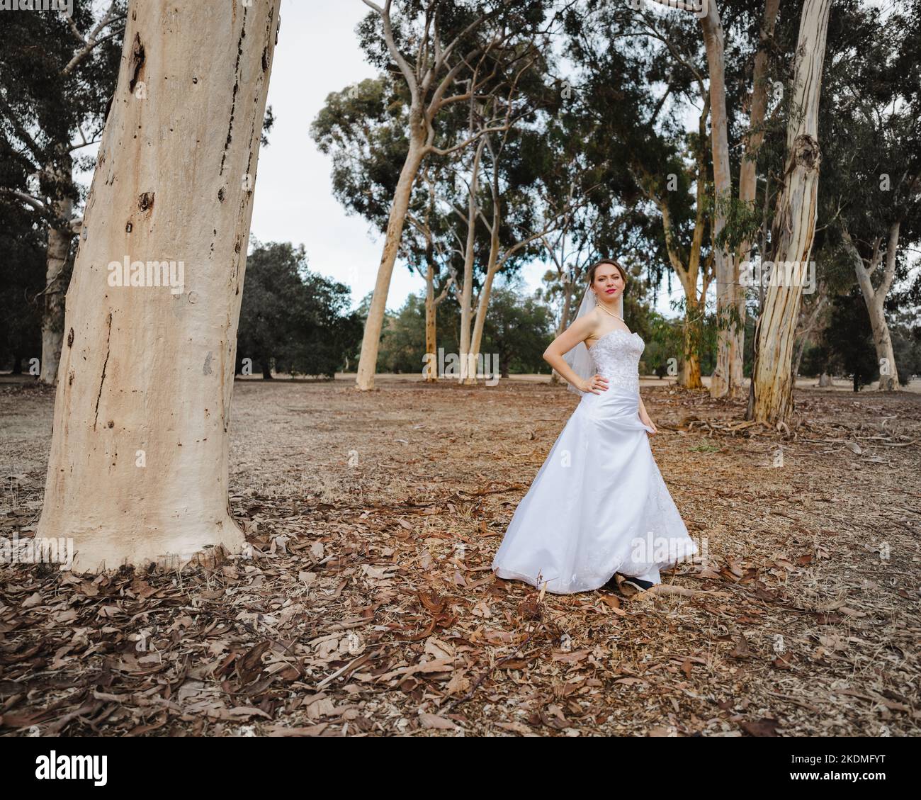 Bride à l'écart dans Eucalyptus Grove Banque D'Images