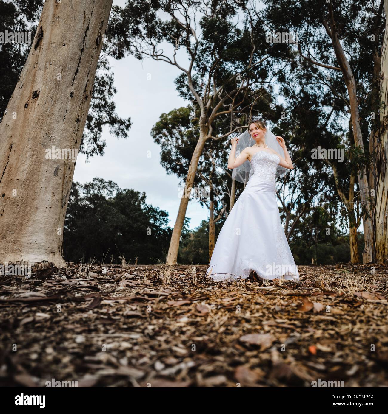 Bride à l'écart dans Eucalyptus Grove Banque D'Images