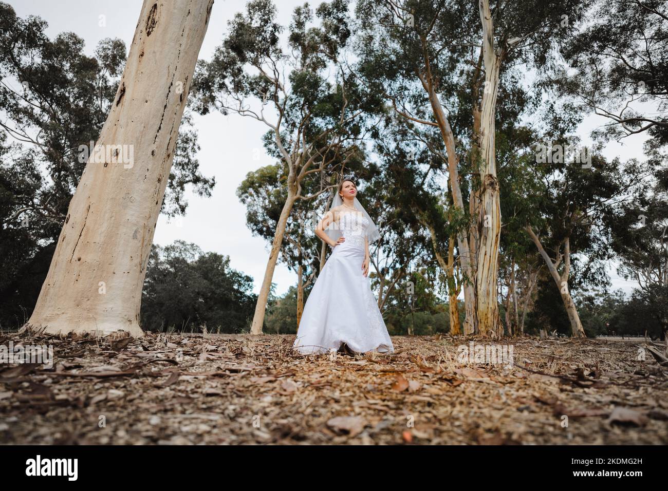 Bride à l'écart dans Eucalyptus Grove Banque D'Images