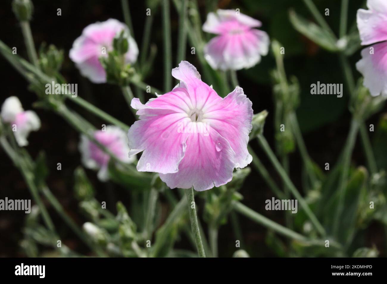 Rose Campion (Lychnis coronaria 'Angel's Blush') Banque D'Images