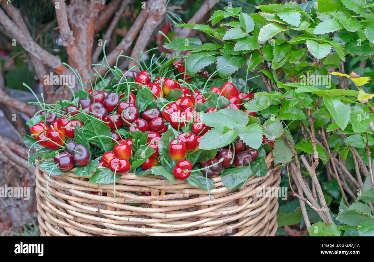 Cerises mûres dans un panier en osier. Récolte de cerises. Banque D'Images