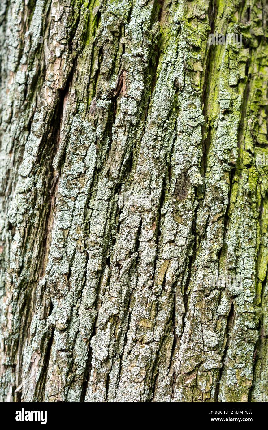Texture de relief de l'écorce verte d'un arbre gros plan Banque D'Images