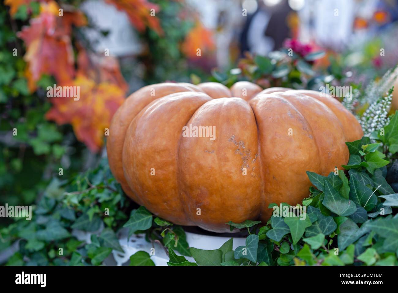 Citrouille muscat ou Muscat de Provence. Récolte d'automne de citrouilles à la ferme. Banque D'Images