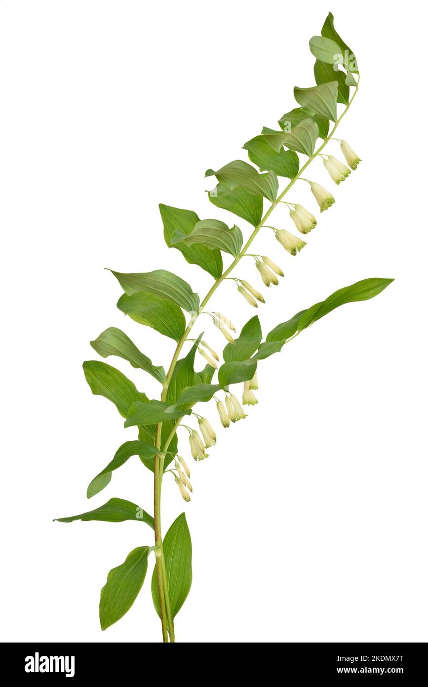 Polygonatum, fleurs de phoque de Salomon isolées sur fond blanc Banque D'Images