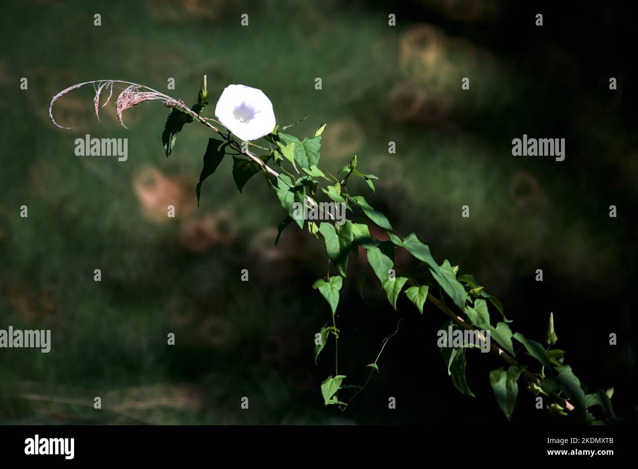 Convolvulus en pleine floraison par une journée ensoleillée vue de près Banque D'Images