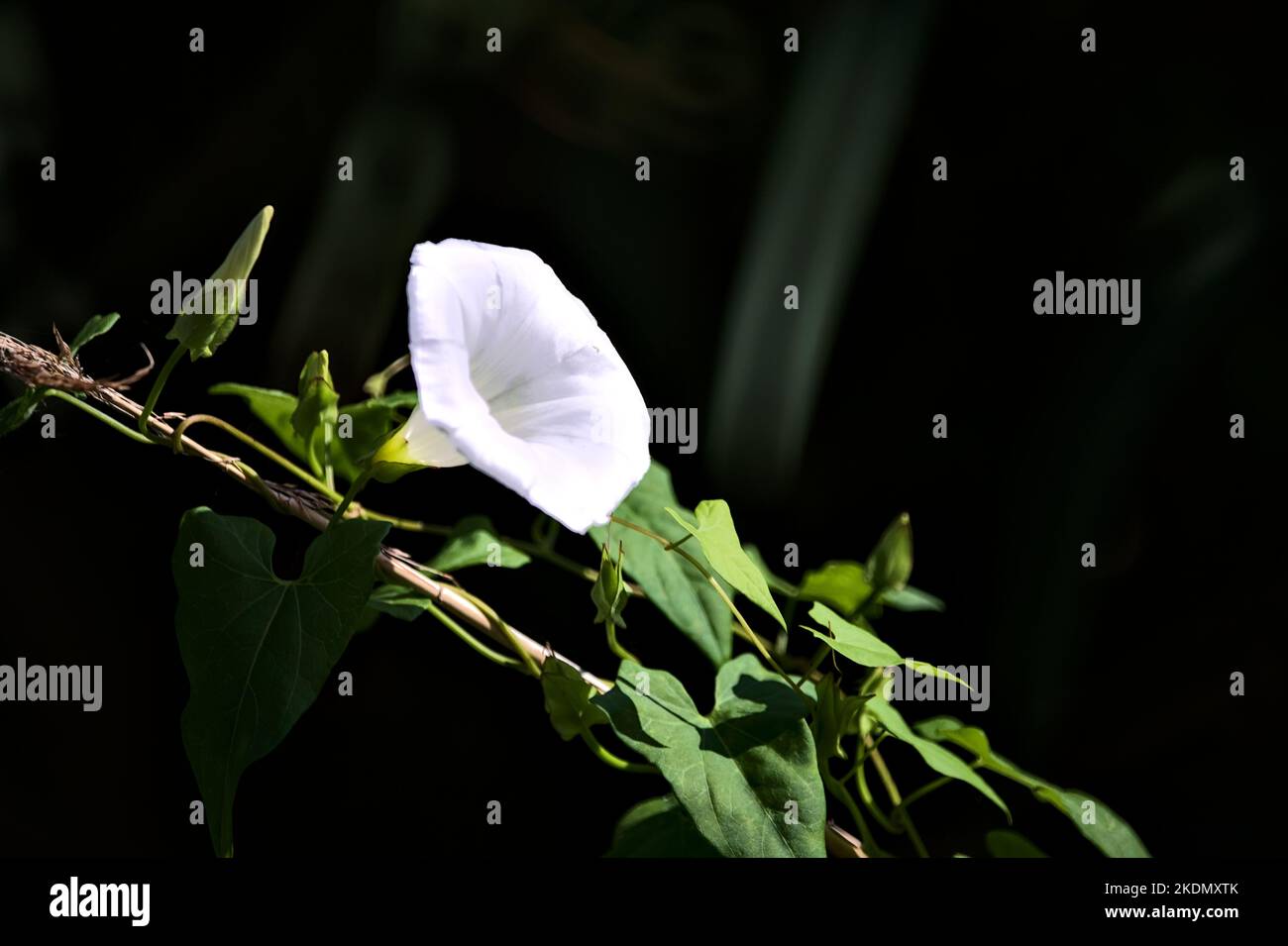 Convolvulus en pleine floraison par une journée ensoleillée vue de près Banque D'Images