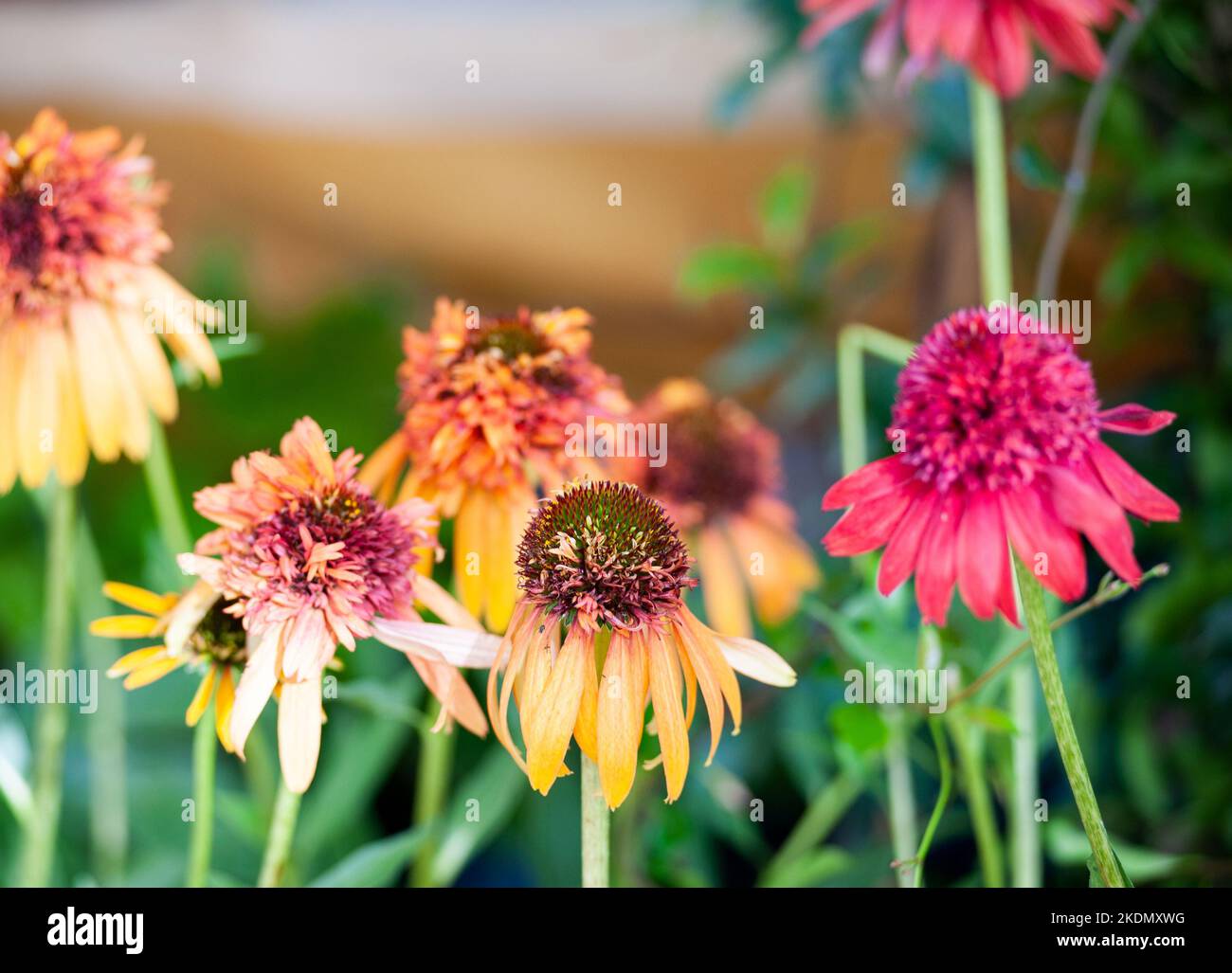 Echinacea est un genre de plantes à fleurs herbacées de la famille des pâquerettes. Banque D'Images