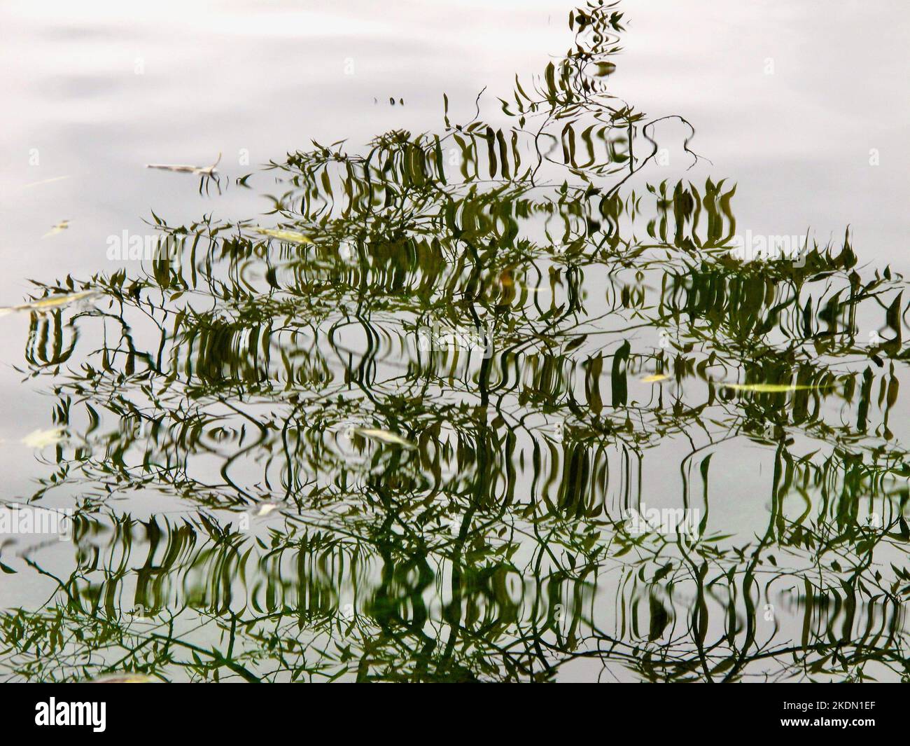 Arbre qui pousse dans la fissure Banque de photographies et d’images à haute résolution Alamy