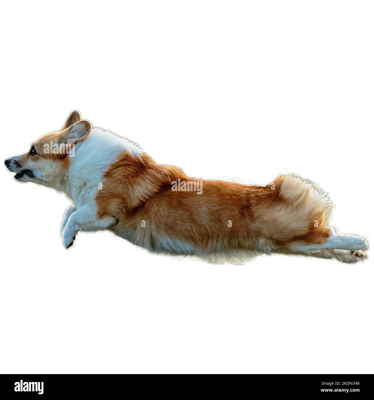 Chien courant dans le champ et chassant à pleine vitesse sur la compétition directement sur l'appareil photo isolé sur fond blanc Banque D'Images