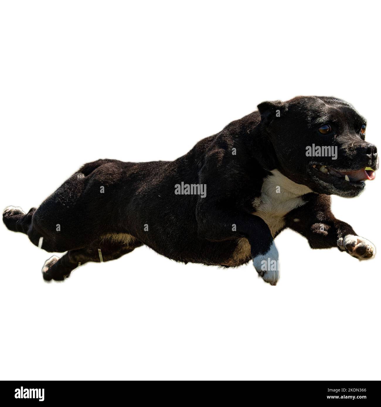 Chien courant dans le champ et chassant à pleine vitesse sur la compétition directement sur l'appareil photo isolé sur fond blanc Banque D'Images