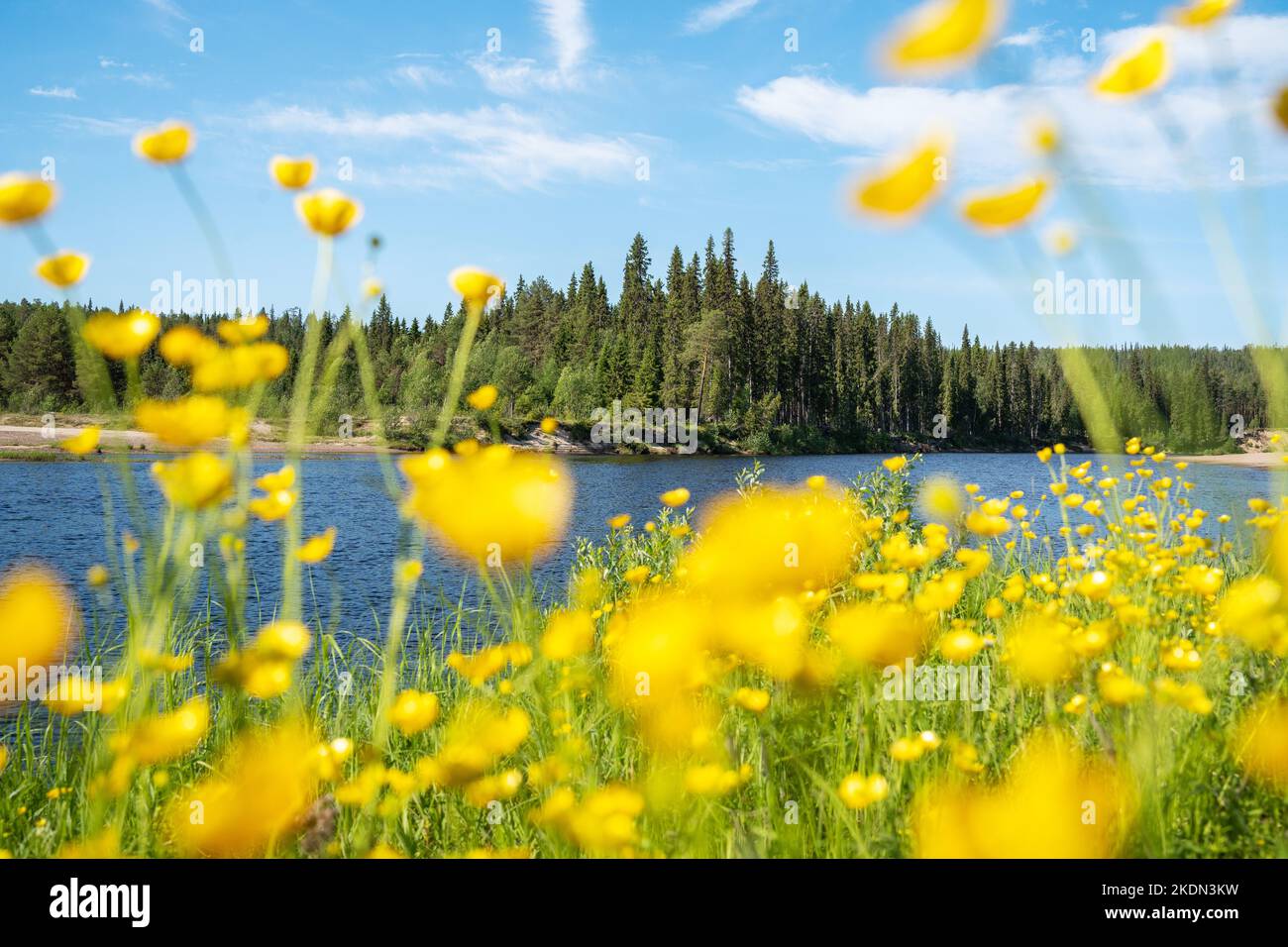 Un paysage estival dans le parc national d'Oulanka tiré à travers les fleurs de Ranunculus pendant la journée ensoleillée. Banque D'Images