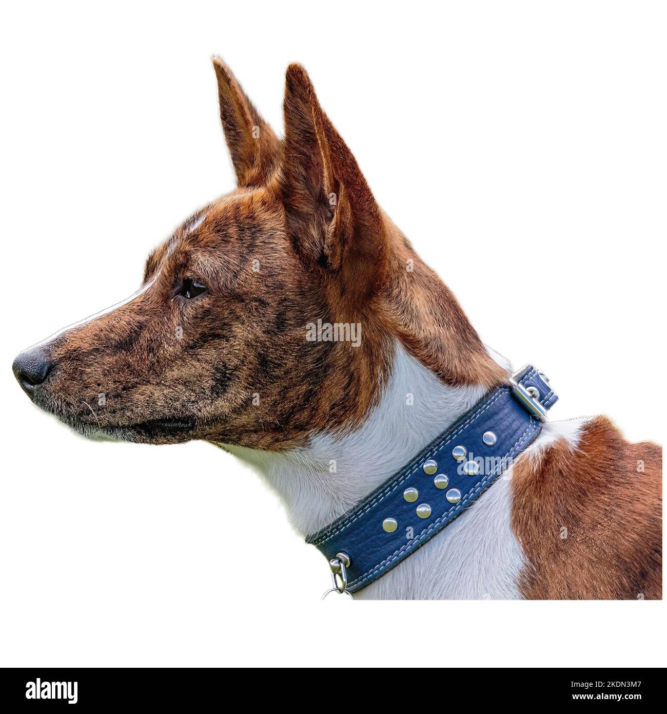 Chien courant dans le champ et chassant à pleine vitesse sur la compétition directement sur l'appareil photo isolé sur fond blanc Banque D'Images