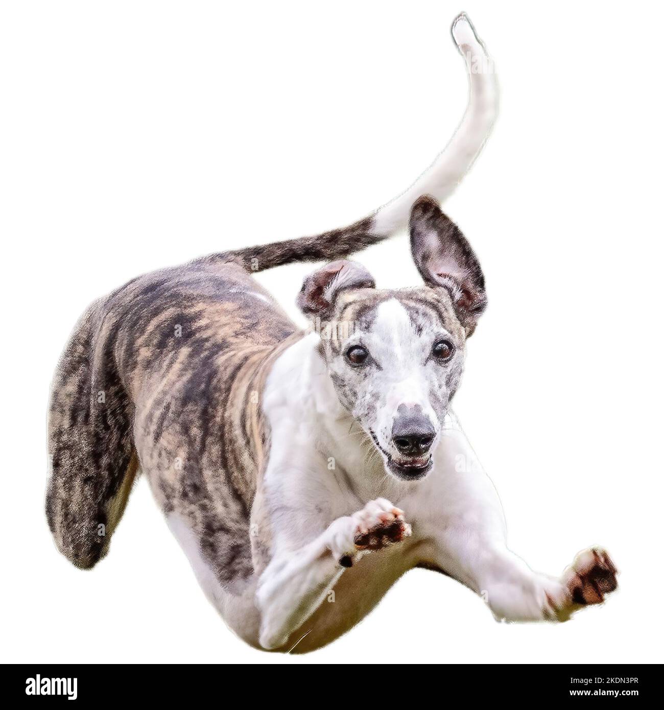 Chien courant dans le champ et chassant à pleine vitesse sur la compétition directement sur l'appareil photo isolé sur fond blanc Banque D'Images