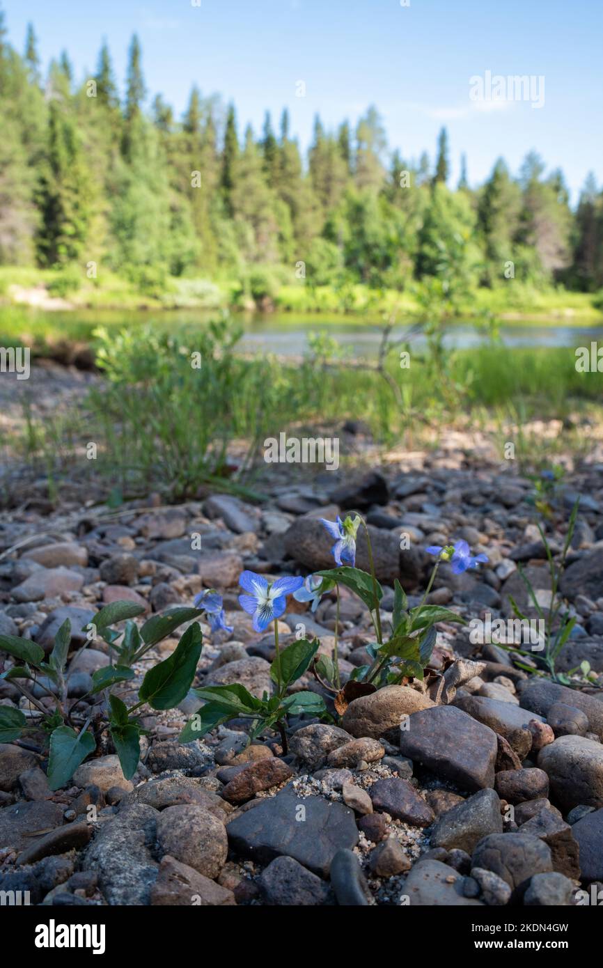 Une photo en grand angle de violons fleuris sur une rive rocheuse du parc national d'Oulanka, dans le nord de la Finlande Banque D'Images
