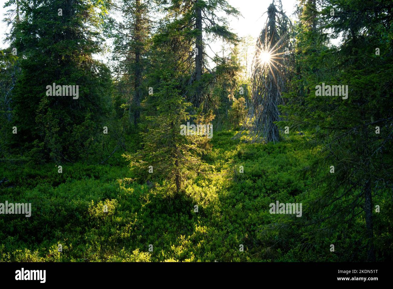 Forêt estivale de taïga ancienne croissance dans le parc national de Riisitunturi, dans le nord de la Finlande Banque D'Images