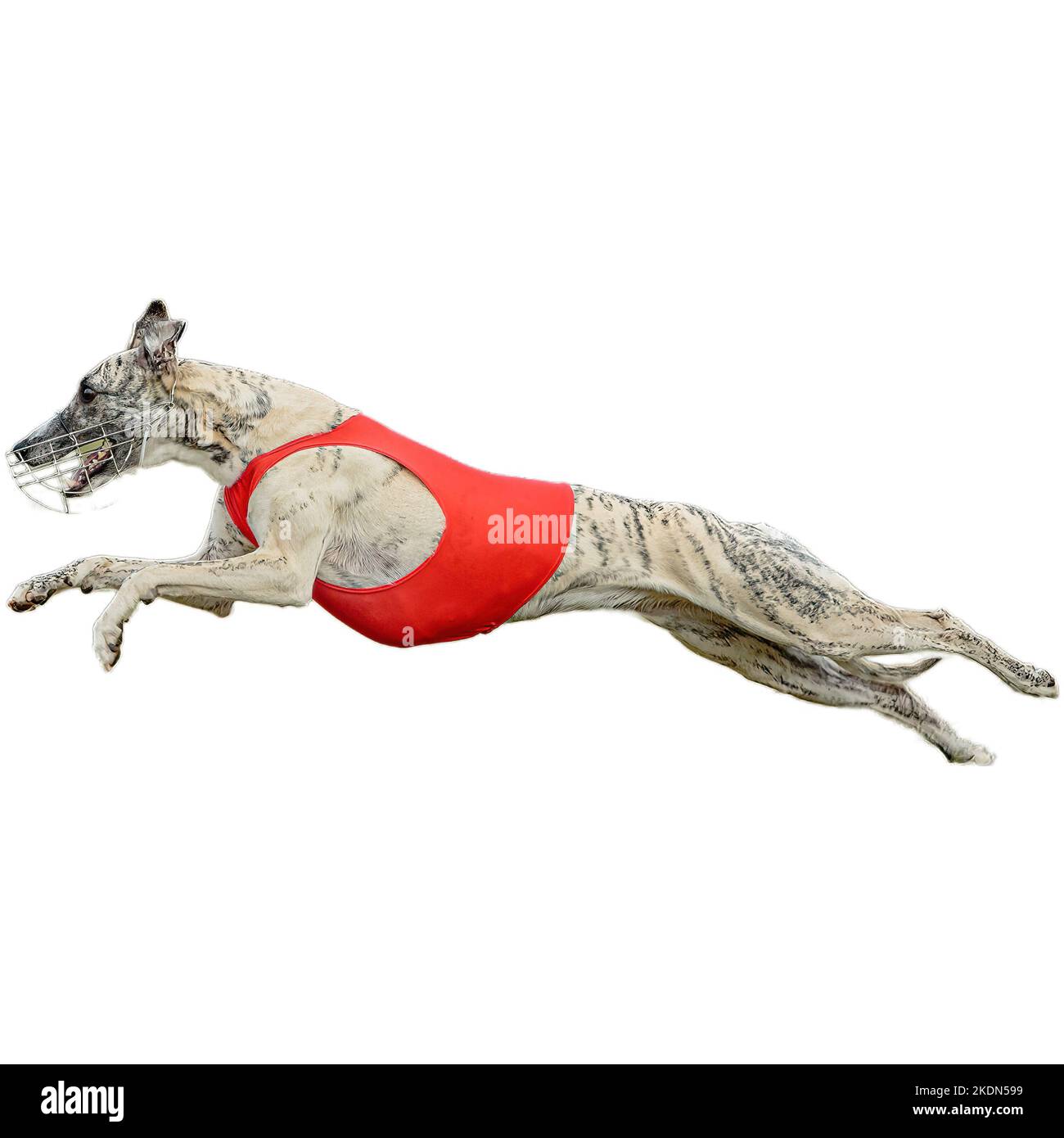 Chien courant dans le champ et chassant à pleine vitesse sur la compétition directement sur l'appareil photo isolé sur fond blanc Banque D'Images