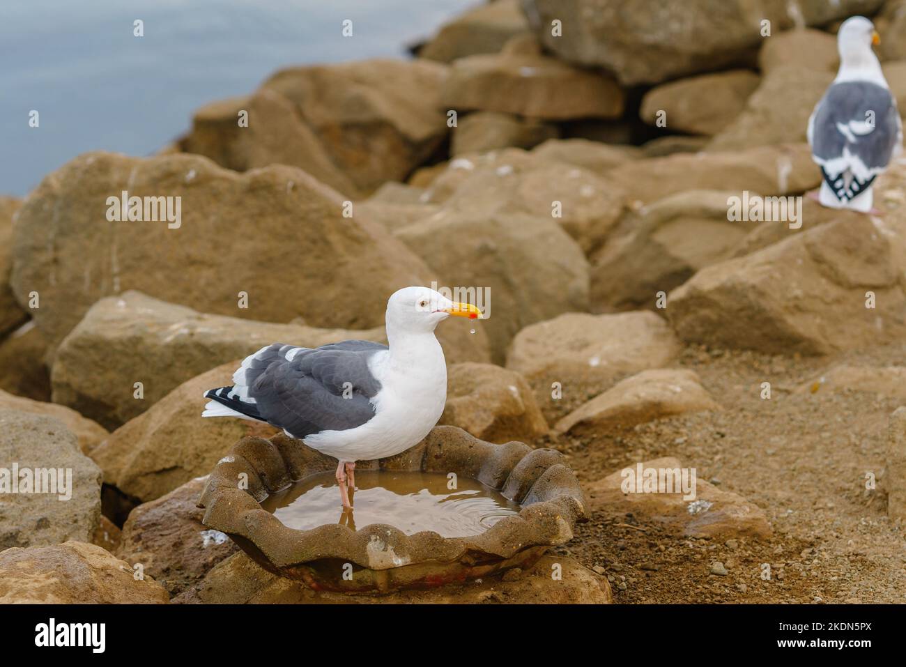 Portrait du mouette sur la plage rocheuse du port de Morro Bay, côte centrale de Californie Banque D'Images