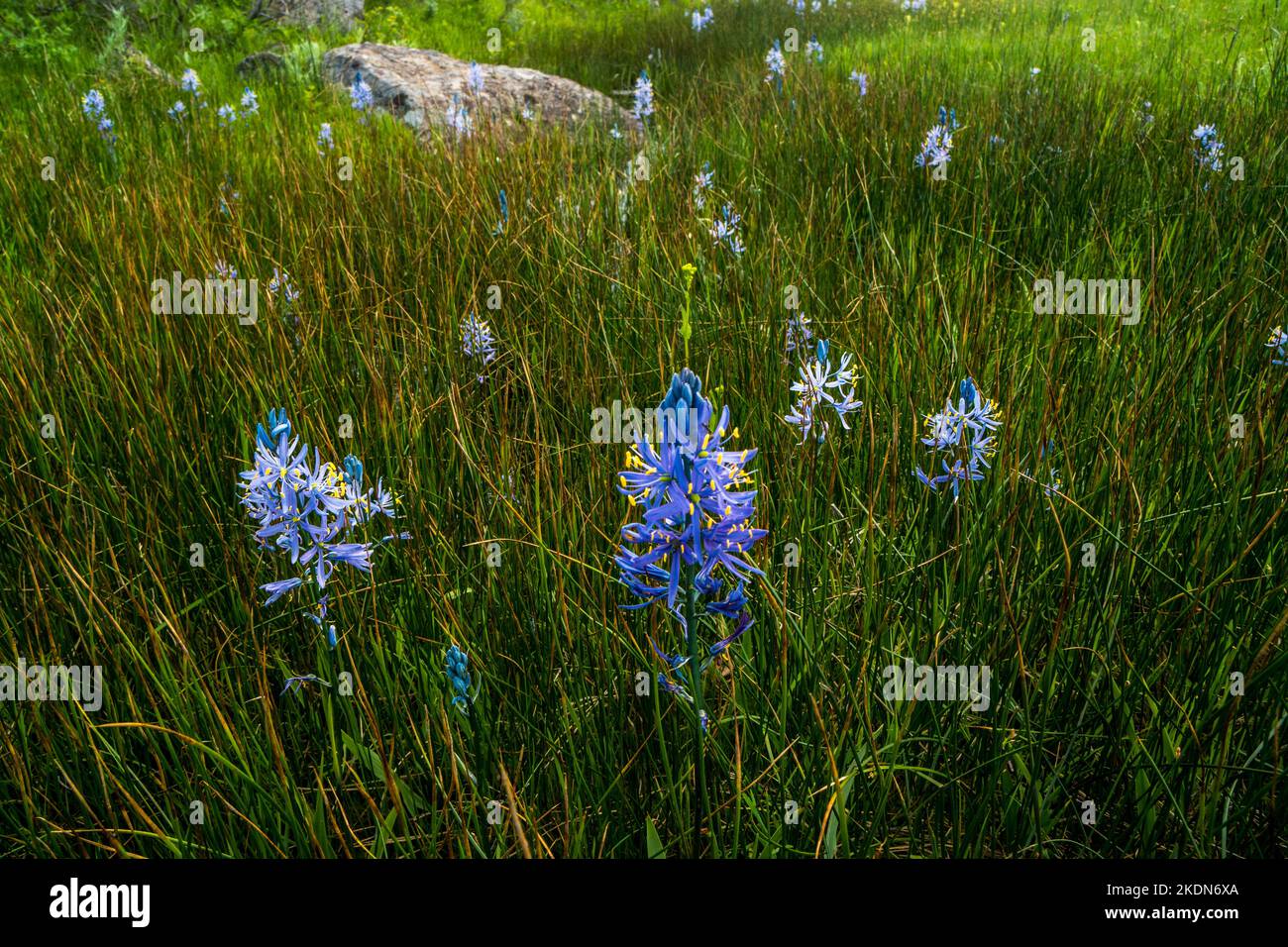 Les nénuphars et autres coulées sauvages décorent un pré le long de Camas Creek dans les contreforts de Bennett Mountain. Banque D'Images