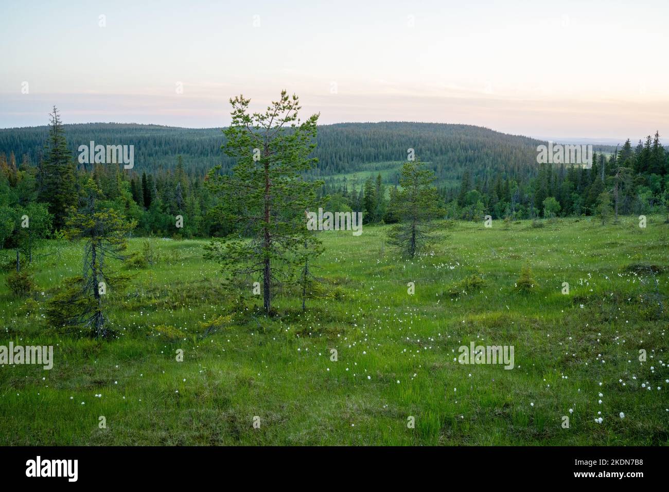 Une soirée estivale à flanc de colline dans le parc national de Riisitunturi, en Finlande Banque D'Images