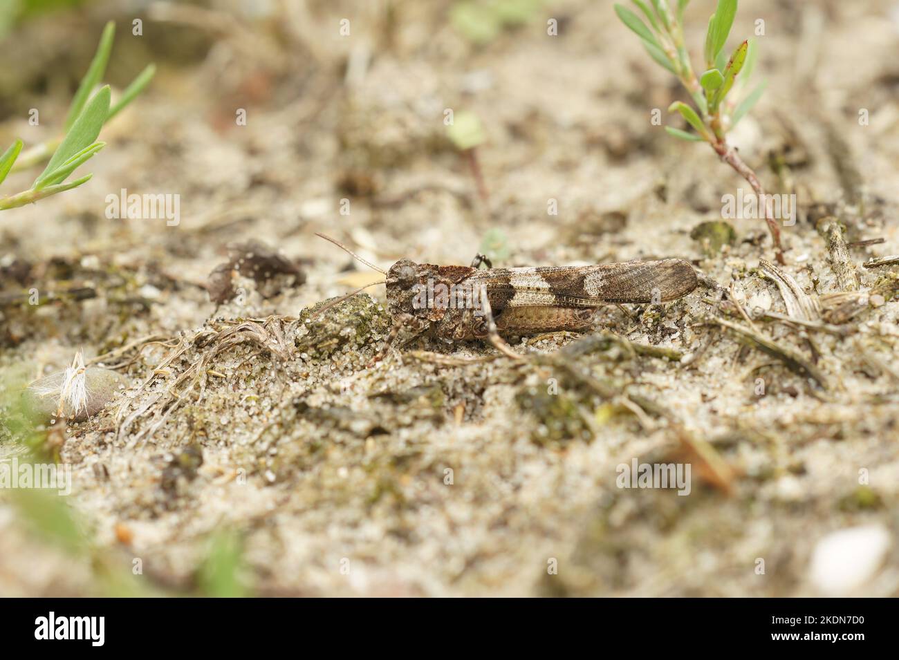 Gros plan sur la sauterelle à ailes bleues, Oedipoda caerulescens sittin le sable sur la côte belge Banque D'Images