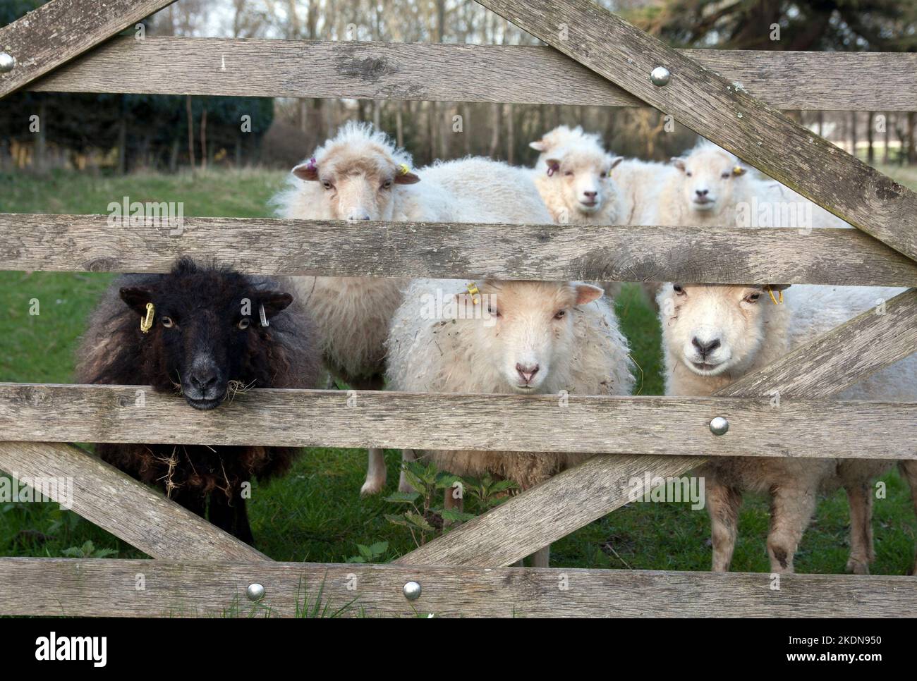 Des moutons curieux qui passent par la porte, Dorset, Angleterre Banque D'Images