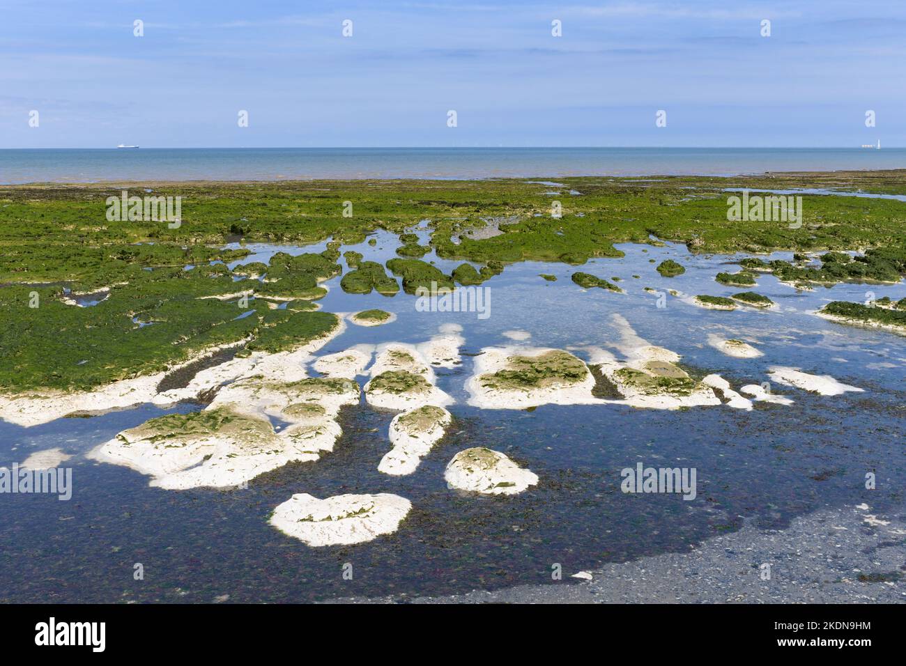 Plate-forme de craie coupée en vagues exposée à marée basse partiellement couverte d'algues - Birchington on Sea, Isle of Thanet, Kent, Angleterre, Royaume-Uni Banque D'Images