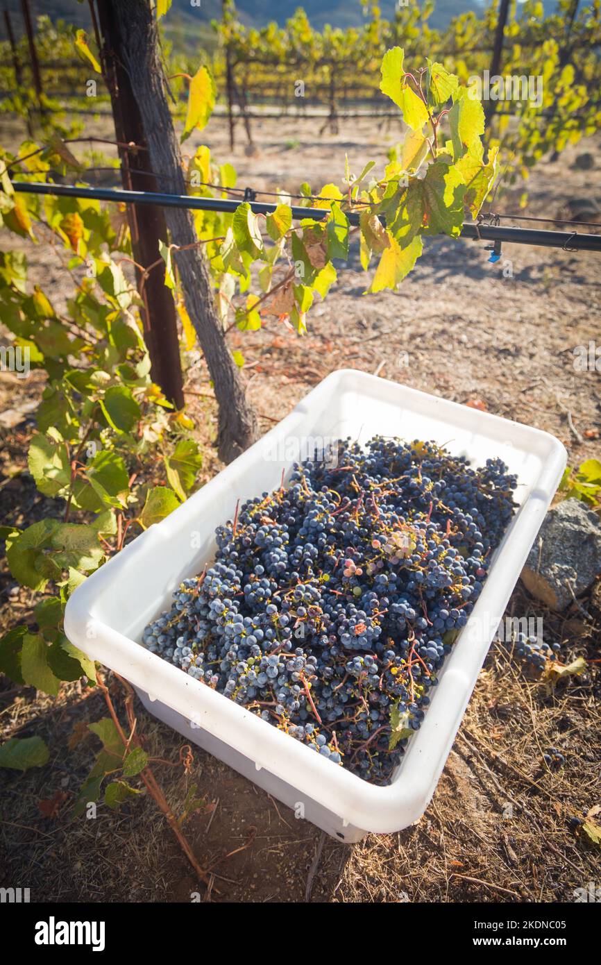 Boisseaux de raisin en caisses pendant la récolte du vignoble. Banque D'Images