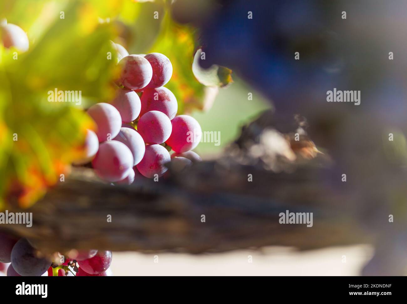 Grappes de raisins luxuriants suspendues sur le Vine Banque D'Images