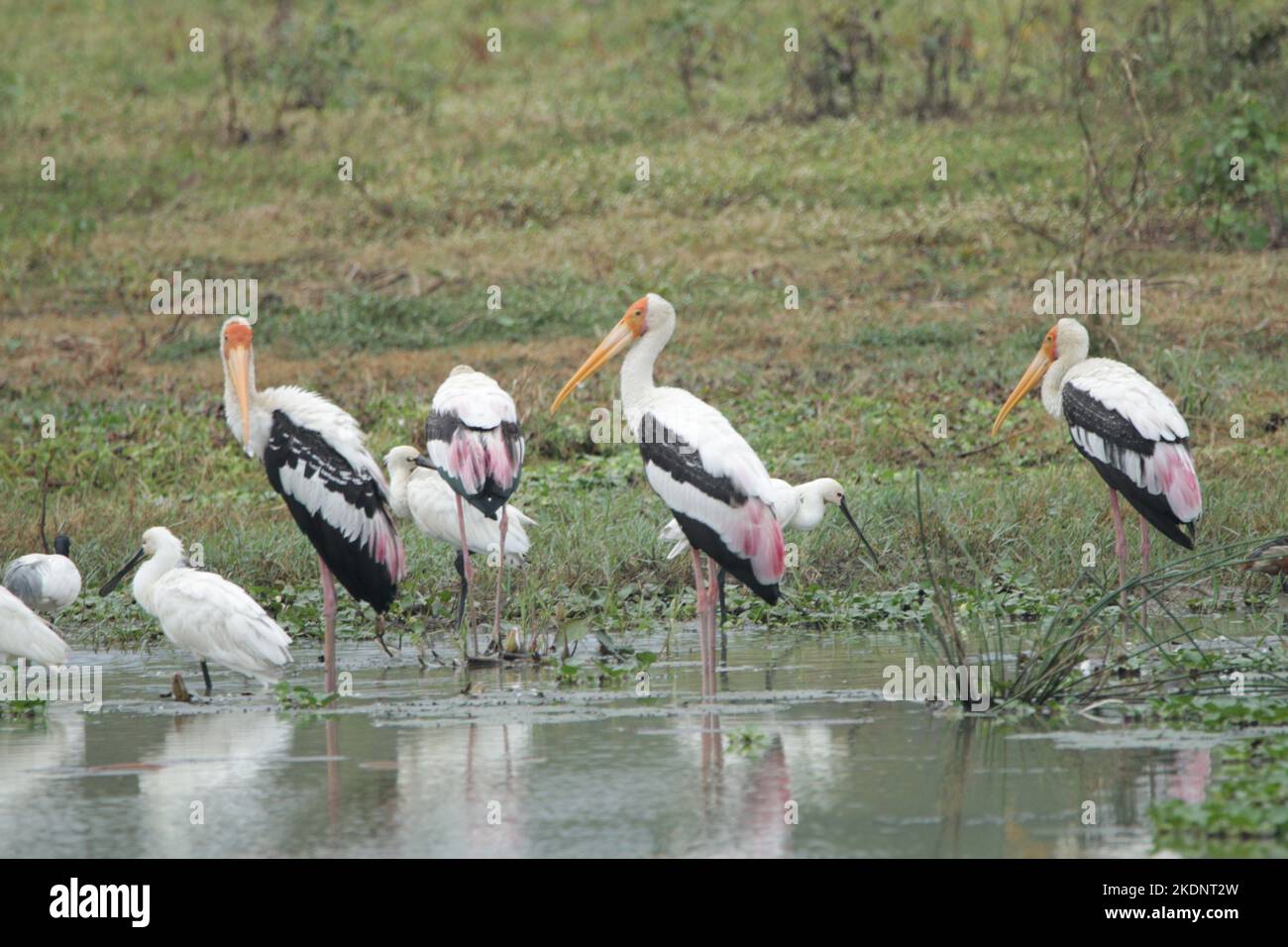 Oiseaux du Sri Lanka, visite du Sri Lanka Banque D'Images