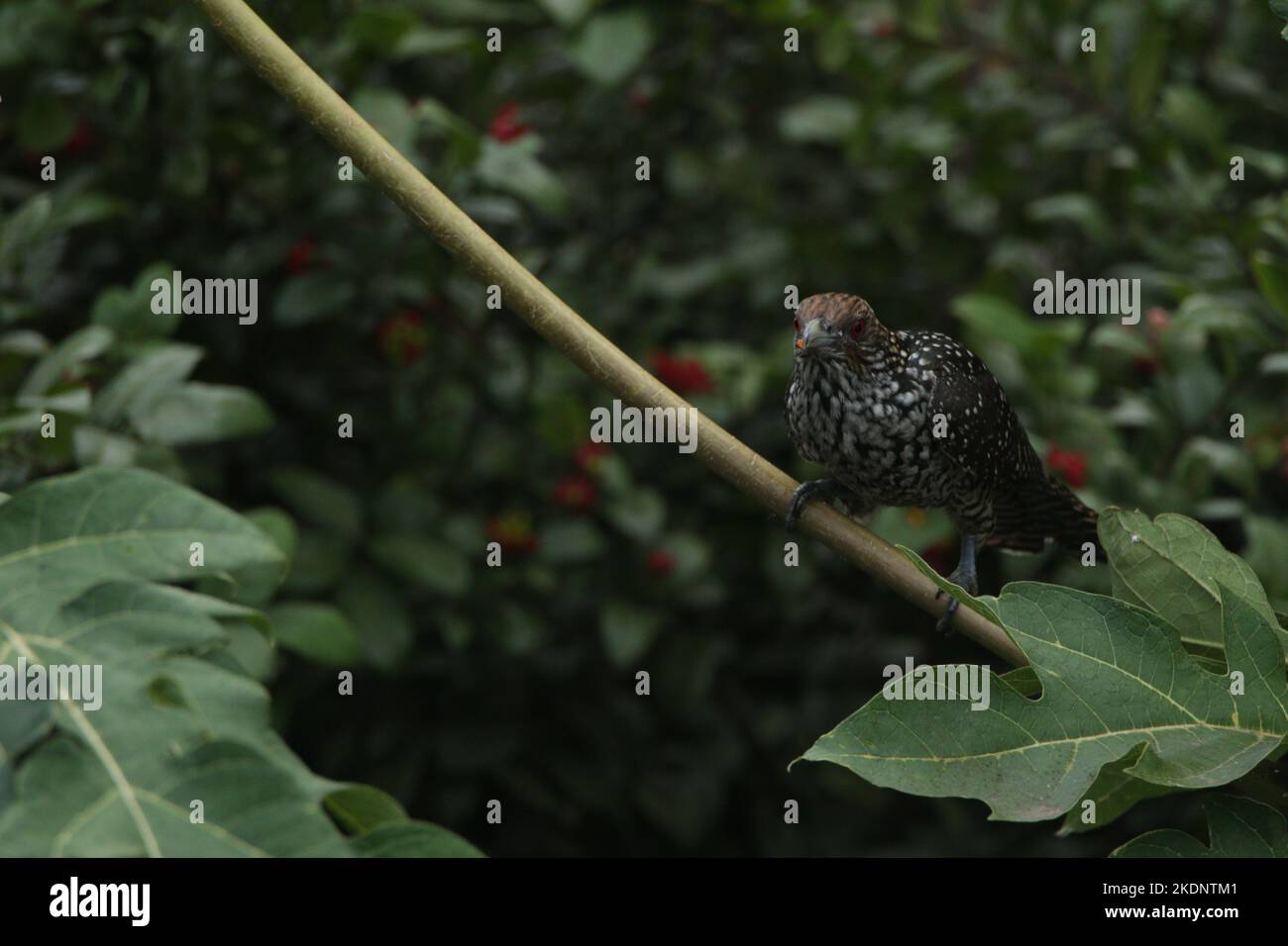 Oiseaux du Sri Lanka, visite du Sri Lanka Banque D'Images