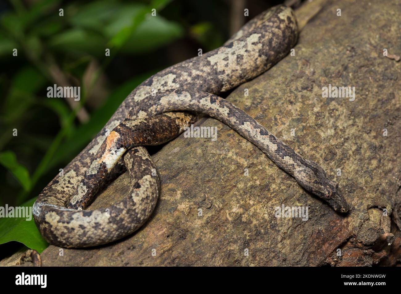 L'arbre indonésien boa Candoia carinata ou le serpent de terre du Pacifique Banque D'Images