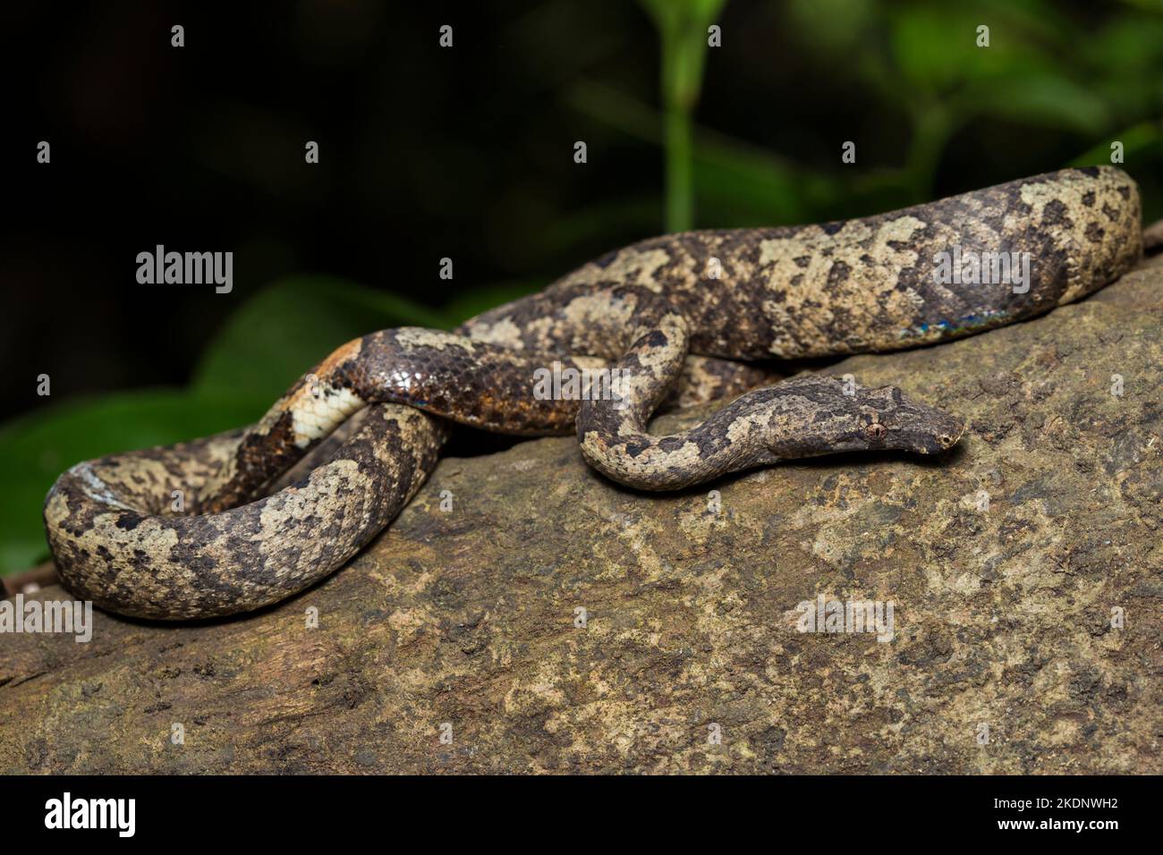 L'arbre indonésien boa Candoia carinata ou le serpent de terre du Pacifique Banque D'Images