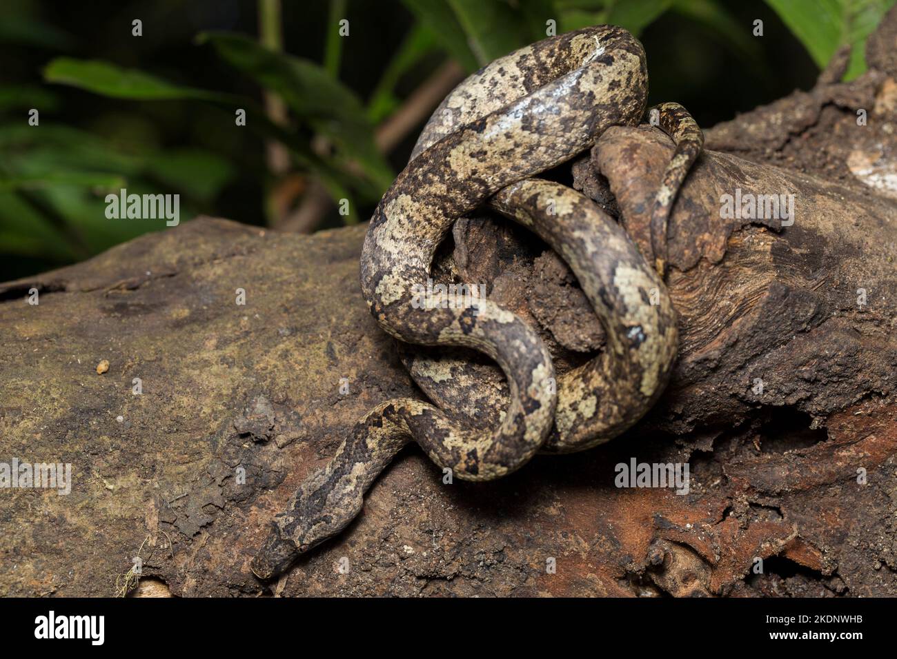 L'arbre indonésien boa Candoia carinata ou le serpent de terre du Pacifique Banque D'Images
