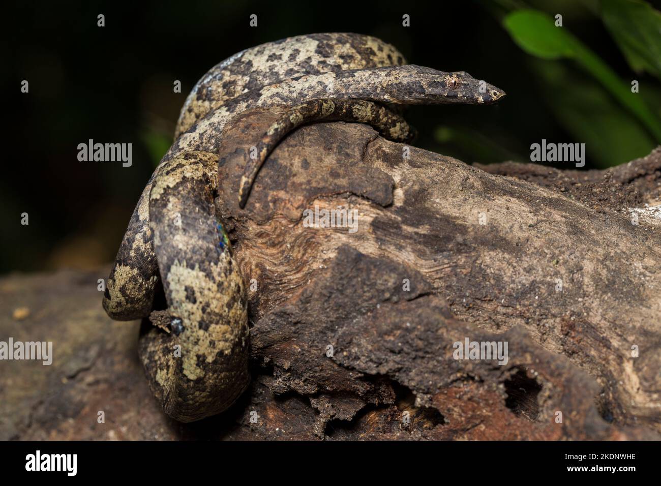 L'arbre indonésien boa Candoia carinata ou le serpent de terre du Pacifique Banque D'Images