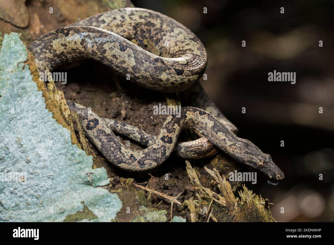 L'arbre indonésien boa Candoia carinata ou le serpent de terre du Pacifique Banque D'Images