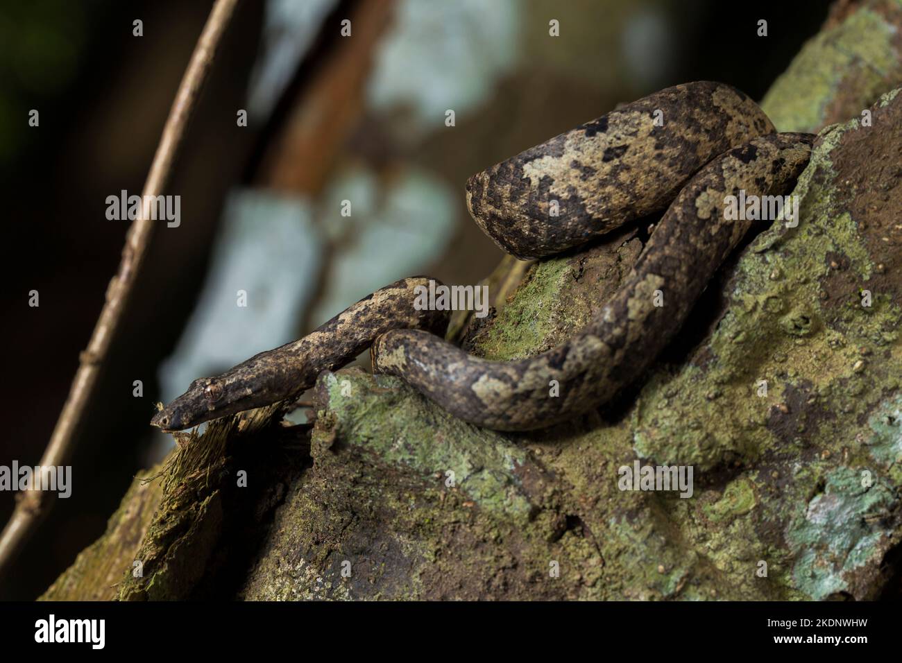 L'arbre indonésien boa Candoia carinata ou le serpent de terre du Pacifique Banque D'Images