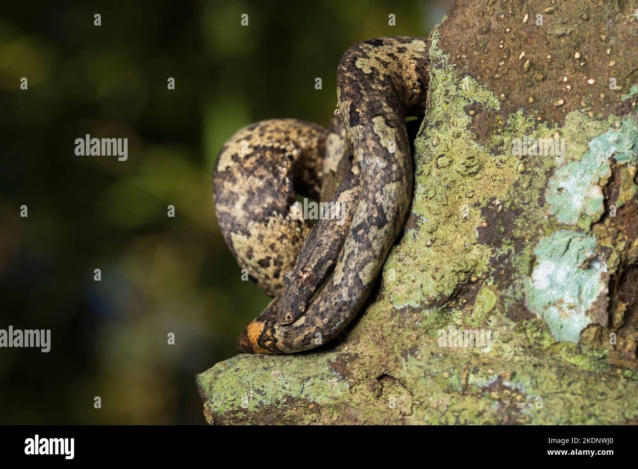 L'arbre indonésien boa Candoia carinata ou le serpent de terre du Pacifique Banque D'Images