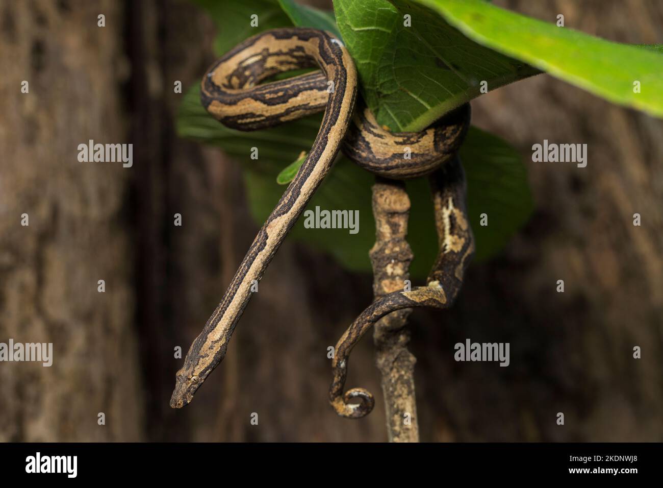 L'arbre indonésien boa Candoia carinata ou le serpent de terre du Pacifique Banque D'Images