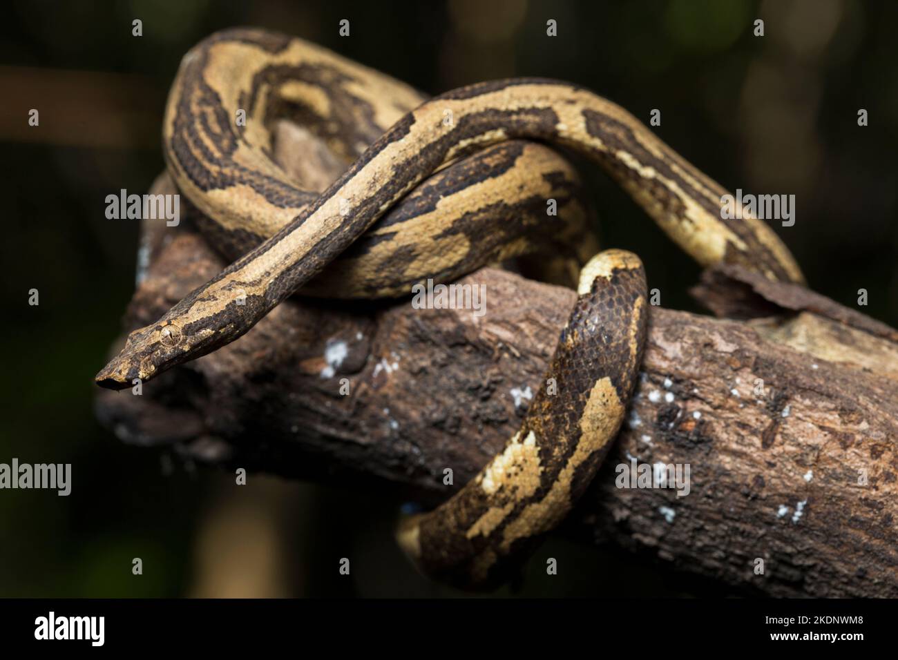 L'arbre indonésien boa Candoia carinata ou le serpent de terre du Pacifique Banque D'Images