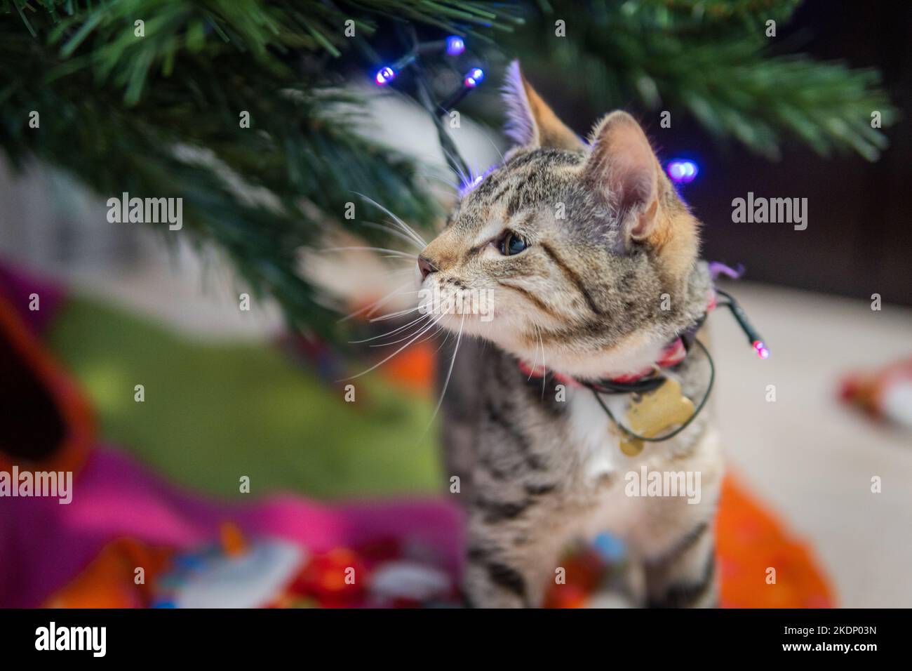 Gros plan du chat de chiot qui se cache sous l'arbre de noël Banque D'Images