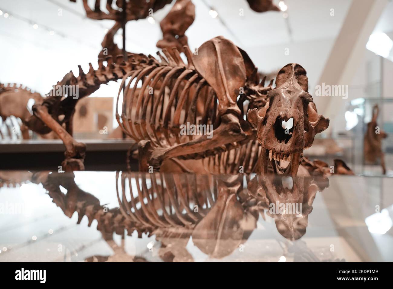 squelette de dinosaure exposé dans un musée Banque D'Images