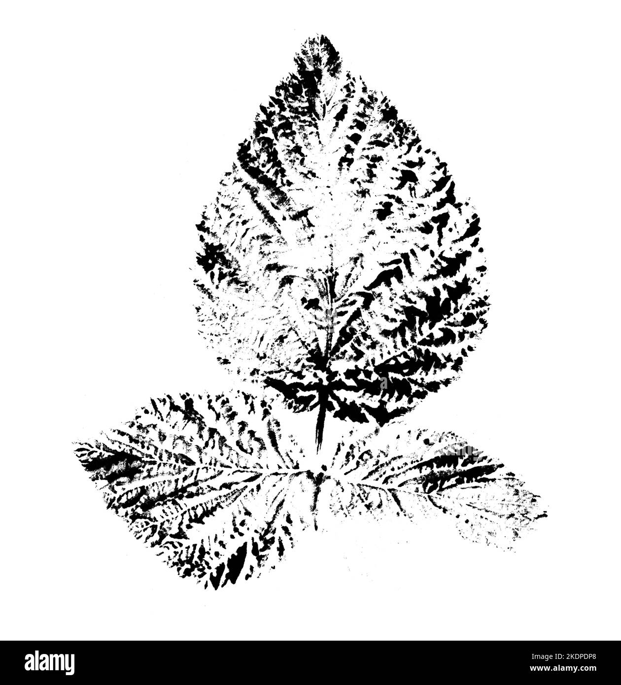 Feuille imprimée avec de l'encre. Pour les dessins sur la nature, les plantes, la vie. Noir isolé sur blanc Banque D'Images