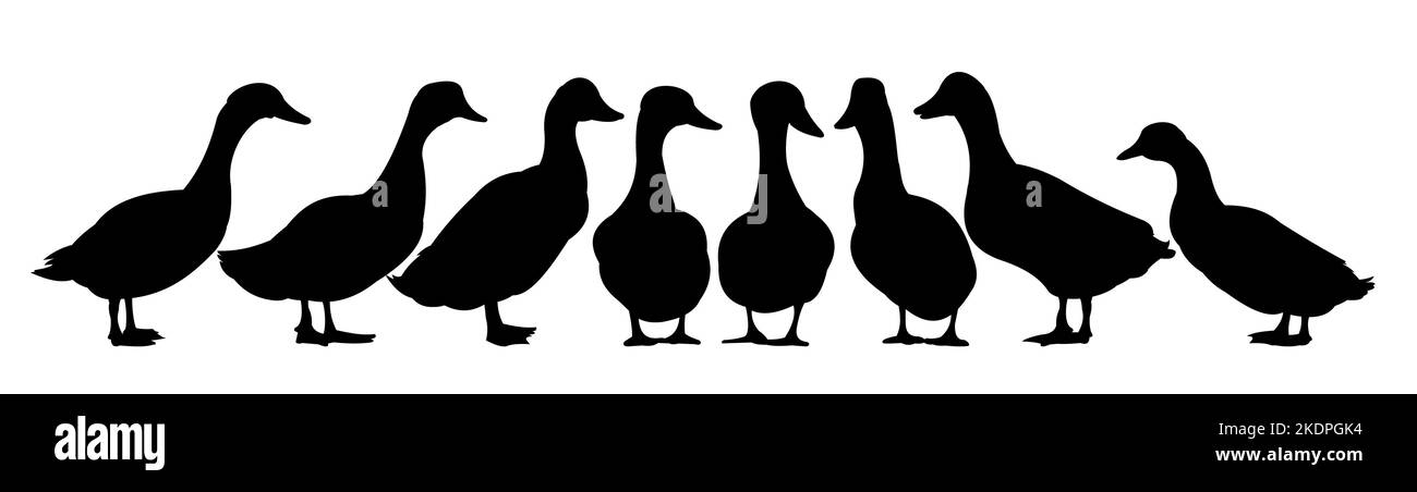 Ensemble de canards graissent dans le pâturage. Silhouette de l'image. Animaux de la ferme. Volaille domestique. Isolé sur fond blanc. Vecteur. Illustration de Vecteur